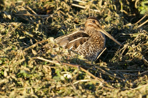 Wilson's Snipe (Gallinago delicata), photo 8