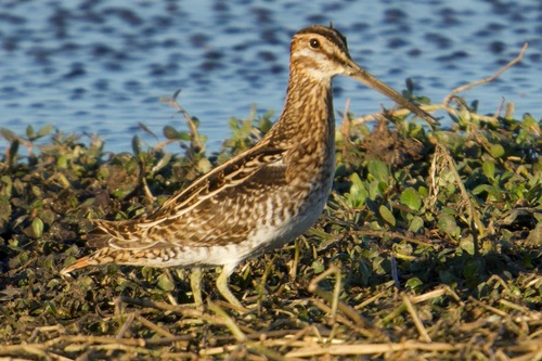 Wilson's Snipe (Gallinago delicata), photo 7