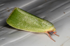 Earias smaragdina
