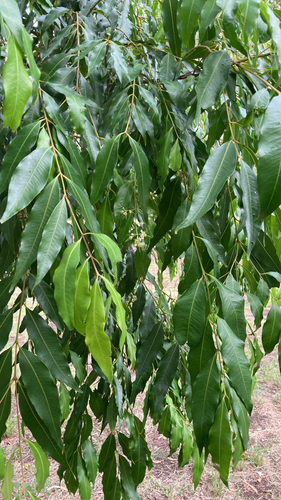 Syzygium floribundum observed 2026-01-19