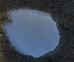 Tellinoidea