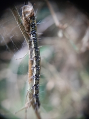 Uresiphita maorialis