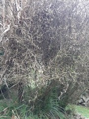 Uresiphita maorialis