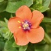 Scarlet Pimpernel - Photo (c) arnel, some rights reserved (CC BY-NC), uploaded by arnel