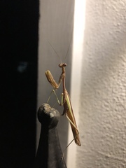 Stagmomantis limbata