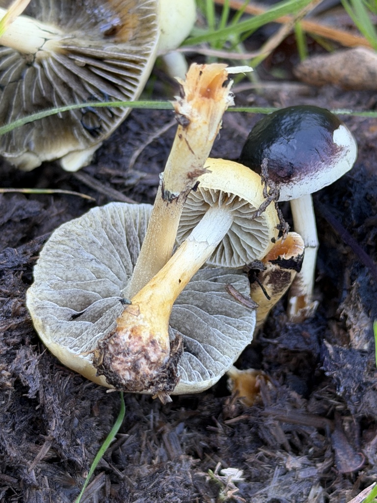Protostropharia dorsipora