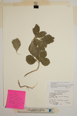 Pachysandra procumbens