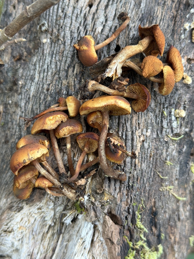 Galerina marginata · January 2026 · photo: © aheyman1 (iNaturalist, cc0)