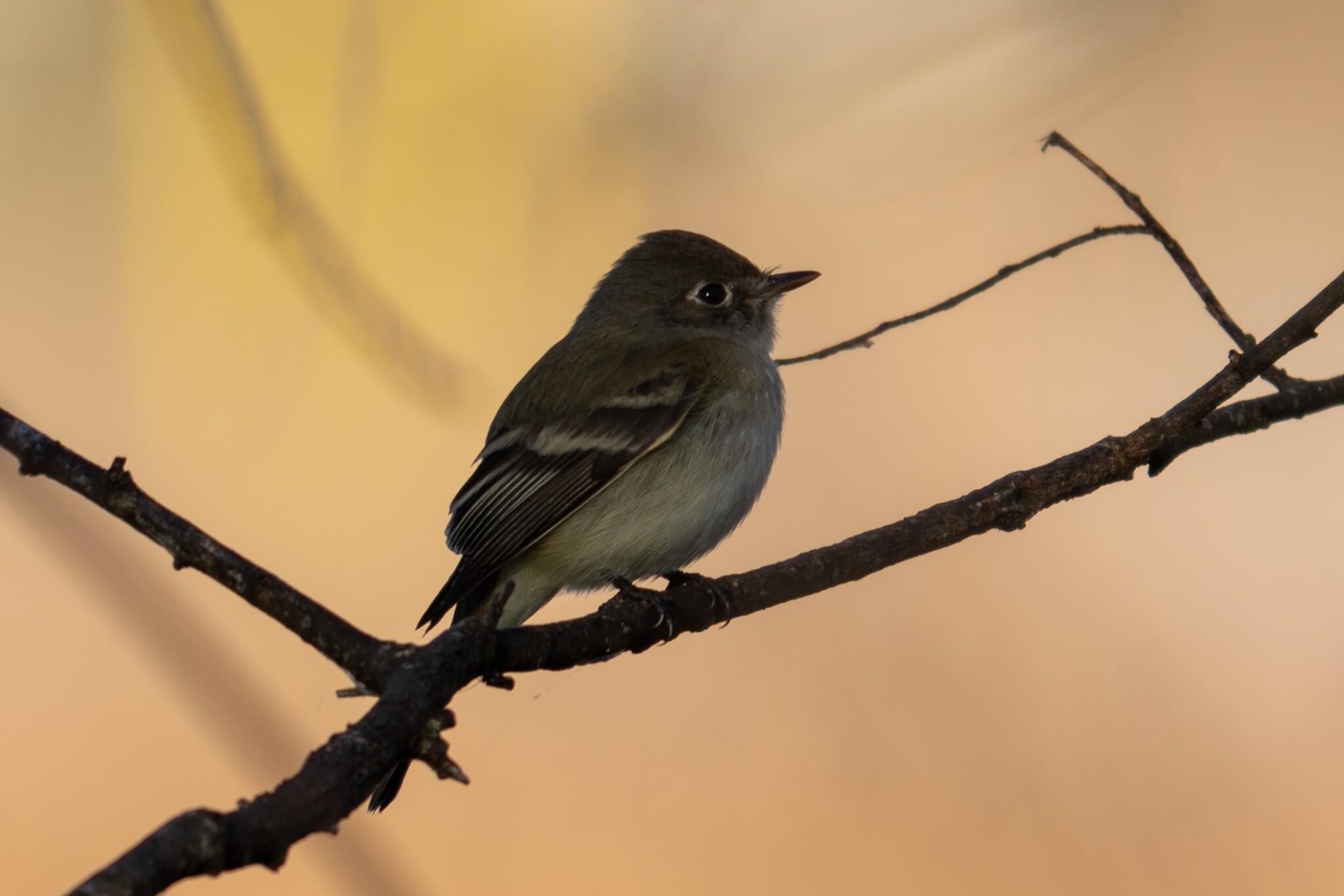 Least Flycatcher (Empidonax minimus), photo 4