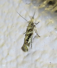 Aristotelia elegantella