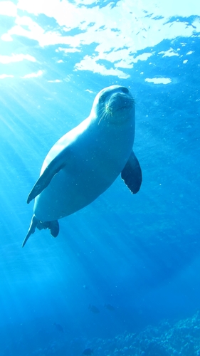 Hawaiian Monk Seal photographed in Hawaii