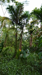 Clinostigma ponapense