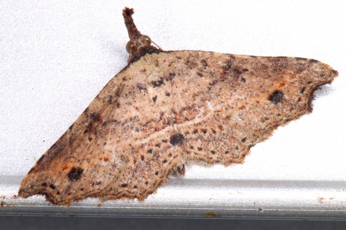 Philogethes metableta Turner, 1939