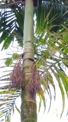 Clinostigma ponapense
