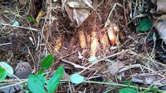 Clinostigma ponapense