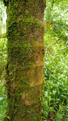 Clinostigma ponapense