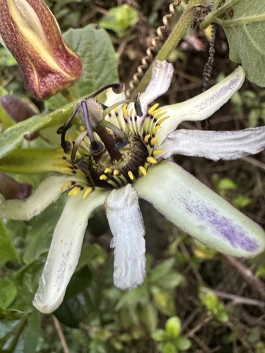 Passiflora bogotensis, photograph 6
