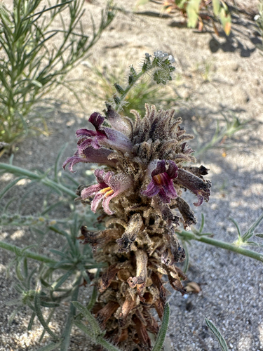 Orobanche cooperi, photograph 3