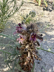 Orobanche cooperi, photograph paulexcoff, CC BY-SA, iNaturalist via GBIF