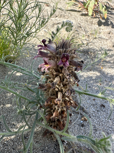 Orobanche cooperi, photograph 4