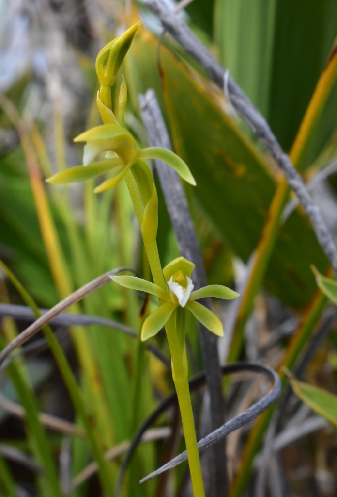 Megastylis rara