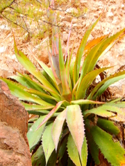 Agave maximiliana