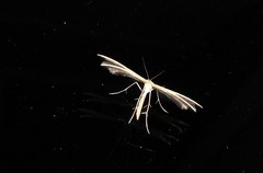 Pterophorus innotatalis