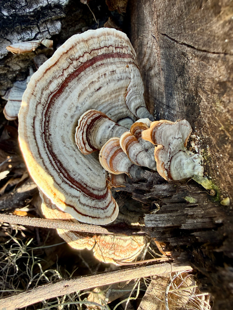 Stereum lobatum · January 2026 · photo: © melissameadows (iNaturalist, cc-by)