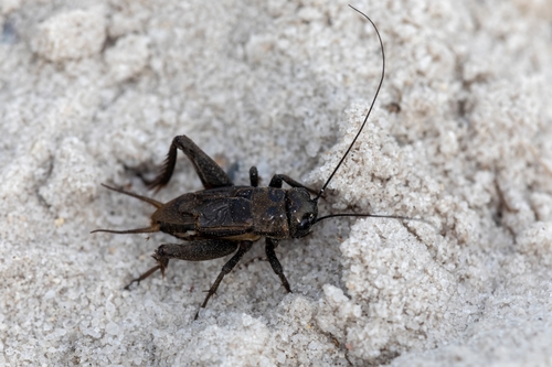 Southeastern Field Cricket photo 3