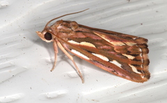 Meyrickella torquesauria