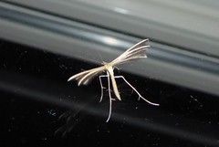 Pterophorus innotatalis