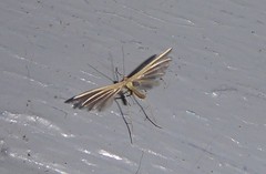 Pterophorus innotatalis