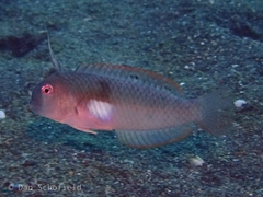 Iniistius aneitensis