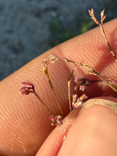 Slender Spiderling (Boerhavia triquetra)