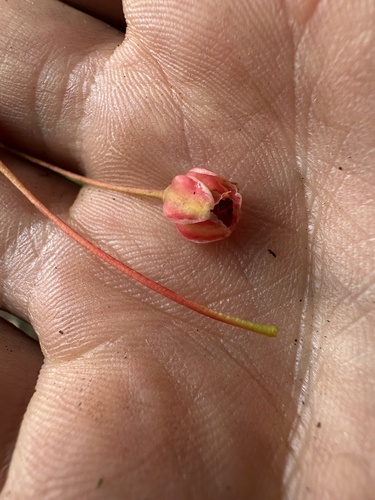 Phyllanthus salviifolius, photograph 3