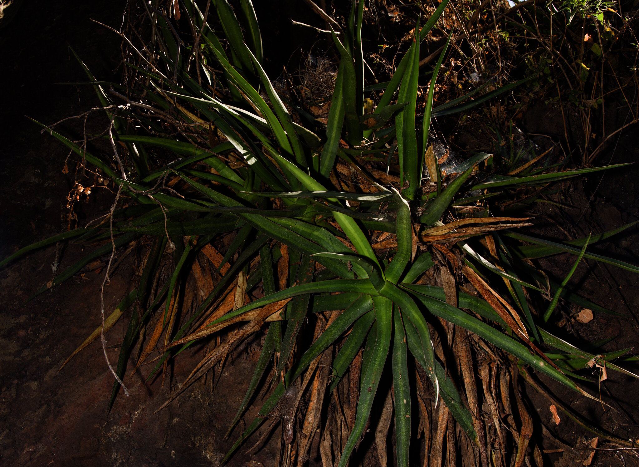 Agave angustiarum