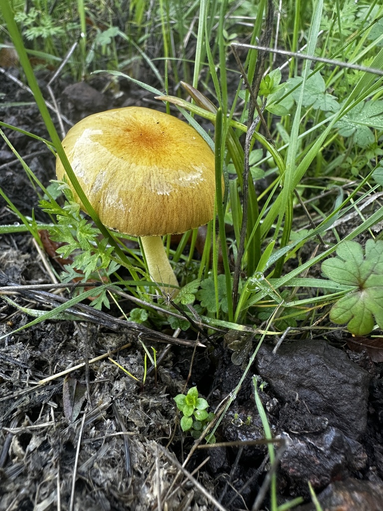 Bolbitius titubans · January 2026 · photo: © katrinamccollough (iNaturalist, cc0)