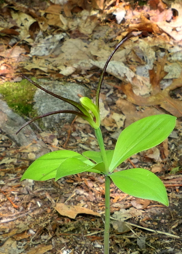 Large Whorled Pogonia (Isotria verticillata)