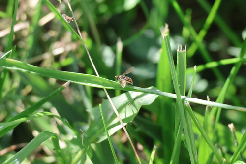 Unknown species found near Hendricks County, IN, USA