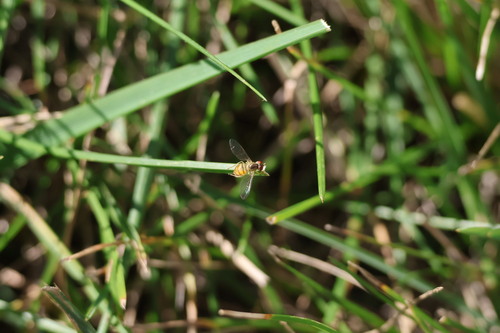 Unknown species found near Hendricks County, IN, USA
