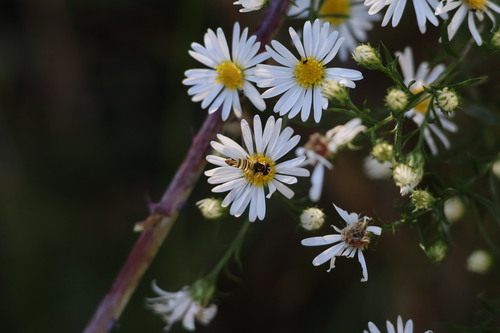 Unknown species found near Hendricks County, IN, USA