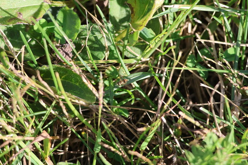 Unknown species found near Hendricks County, IN, USA