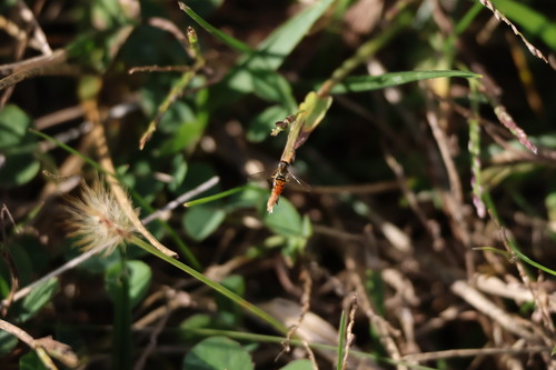 Unknown species found near Hendricks County, IN, USA