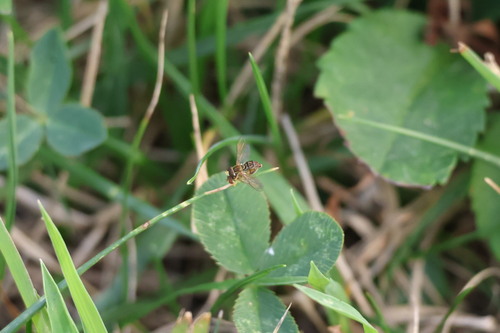 Unknown species found near Hendricks County, IN, USA