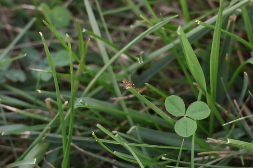 Unknown species found near Hendricks County, IN, USA