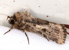 Spodoptera umbraculata