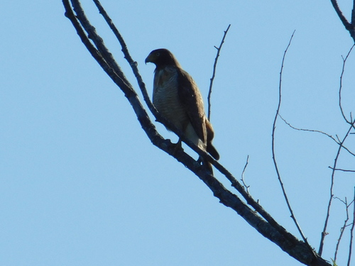 Roadside Hawk (Rupornis magnirostris), photo 7