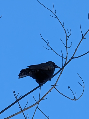 American Crow