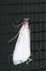 Schoenobiinae