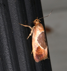 Hoplomorpha abalienella